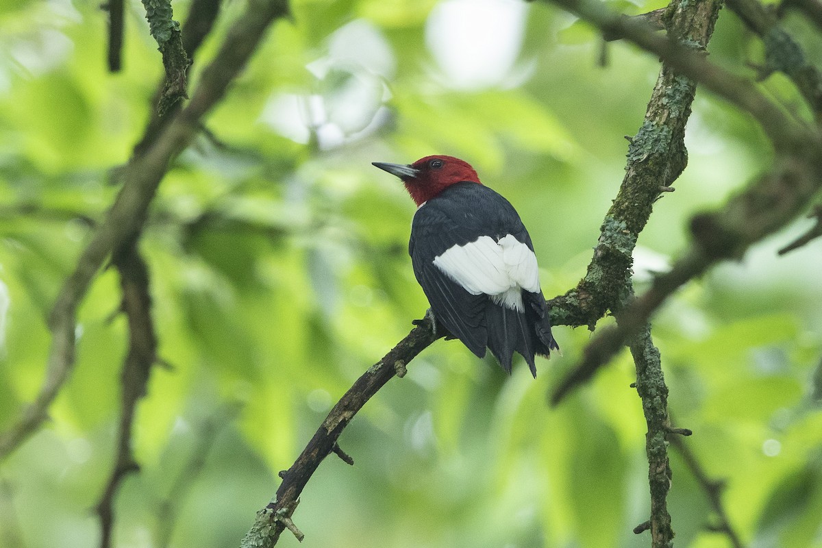 Red-headed Woodpecker - ML637703340