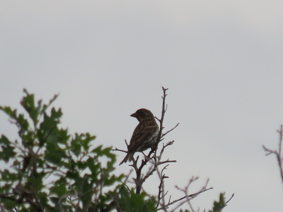 Cassin's Finch - ML637703342