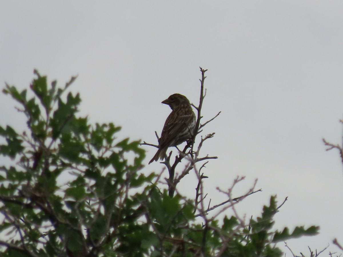 Cassin's Finch - ML637703343