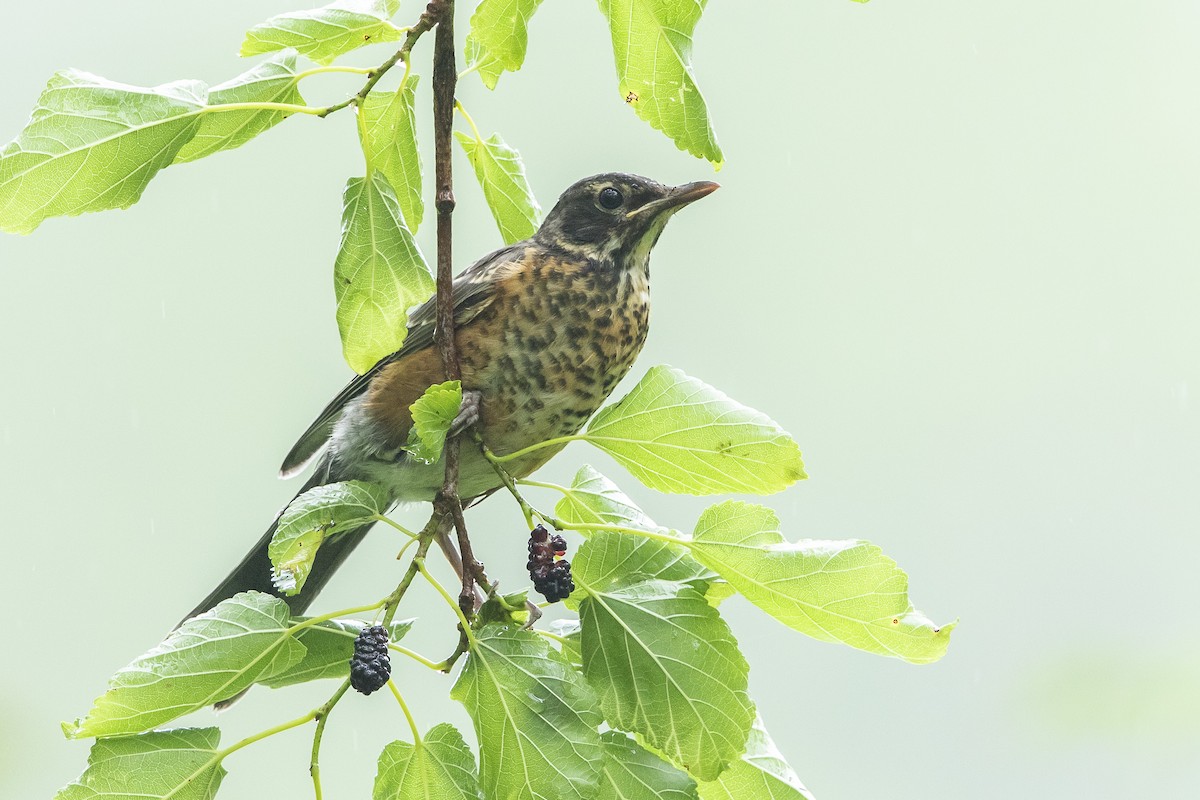 American Robin - ML637703357