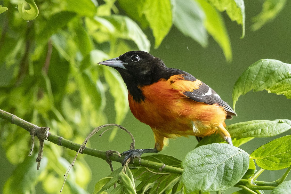 Baltimore Oriole - ML637703369