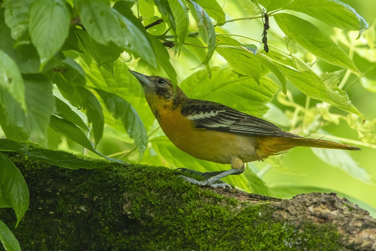 Baltimore Oriole - ML637703370