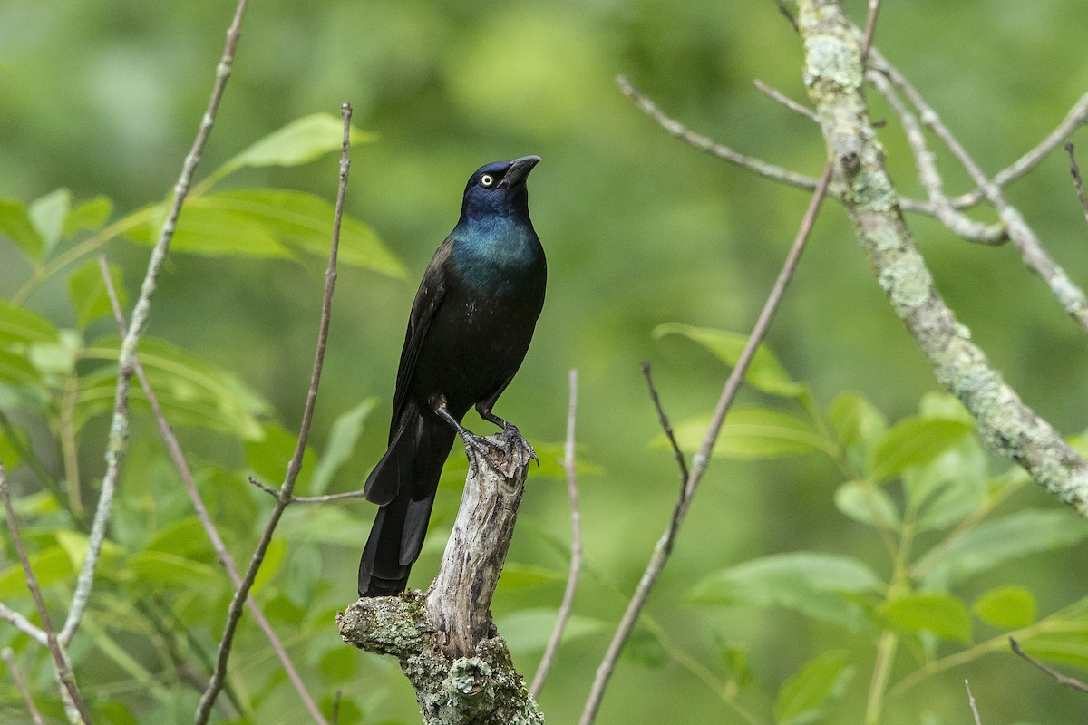 Common Grackle - ML637703379