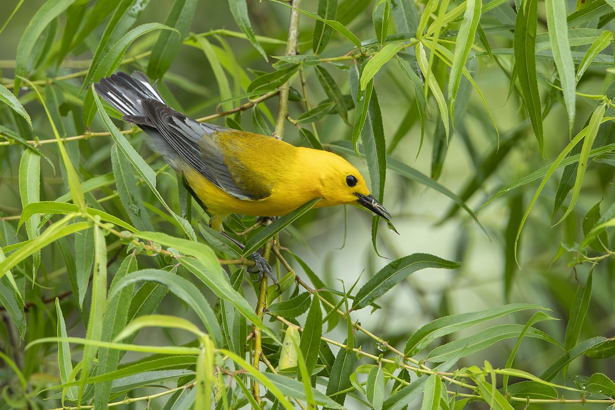 Prothonotary Warbler - ML637703394