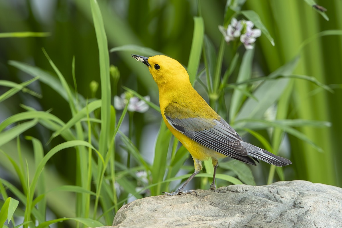 Prothonotary Warbler - ML637703395