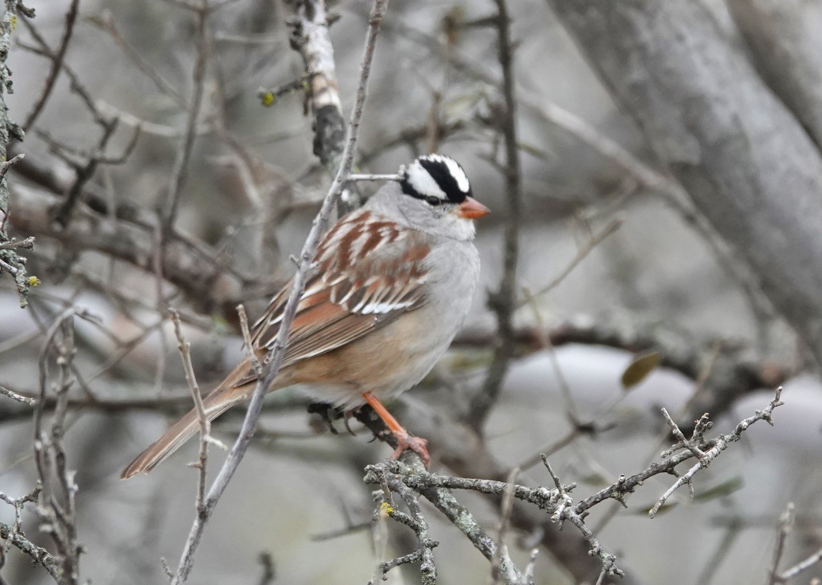 White-crowned Sparrow - ML637703405
