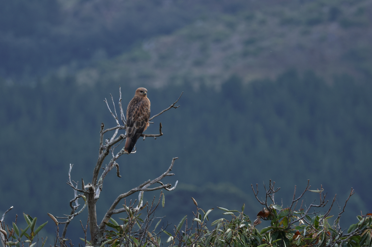 Elgin Buzzard (undescribed form) - ML637703411