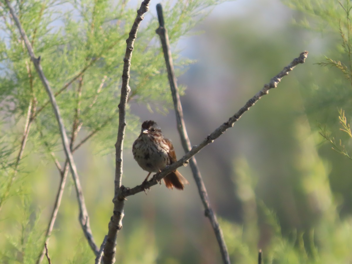 Song Sparrow - ML637703413