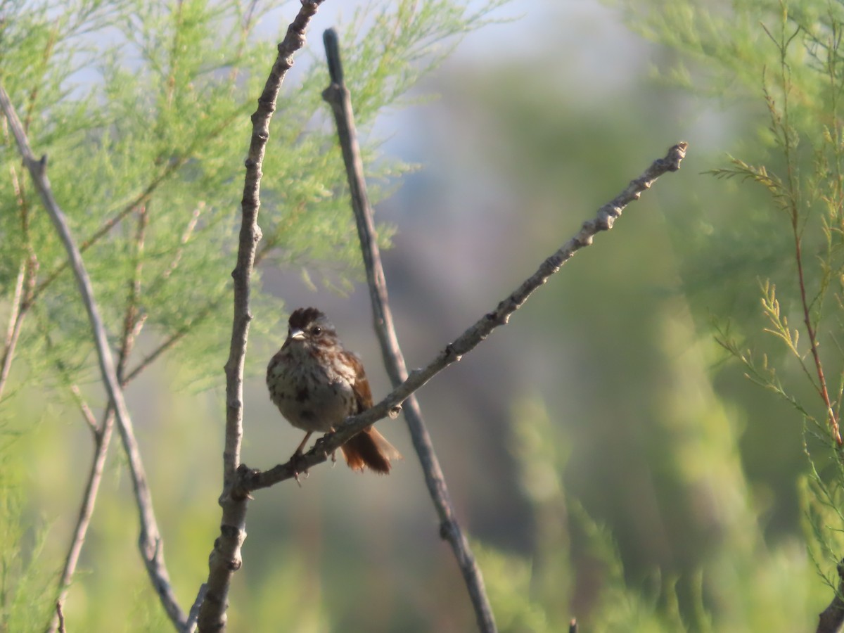 Song Sparrow - ML637703414
