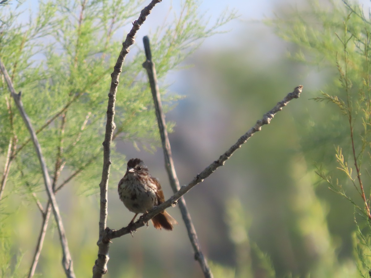 Song Sparrow - ML637703415