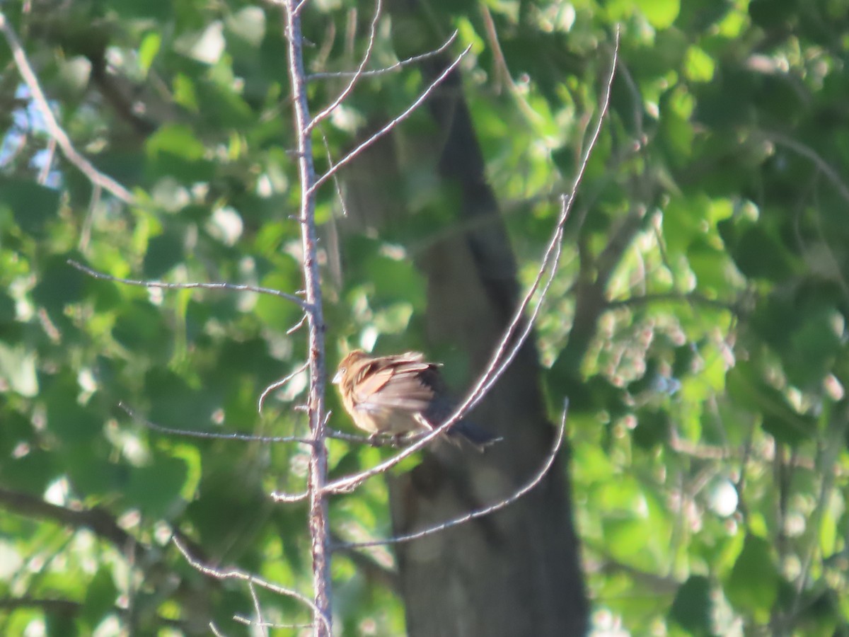 Blue Grosbeak - ML637703422