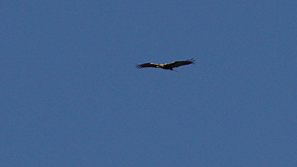 Spanish Eagle - ML637703453