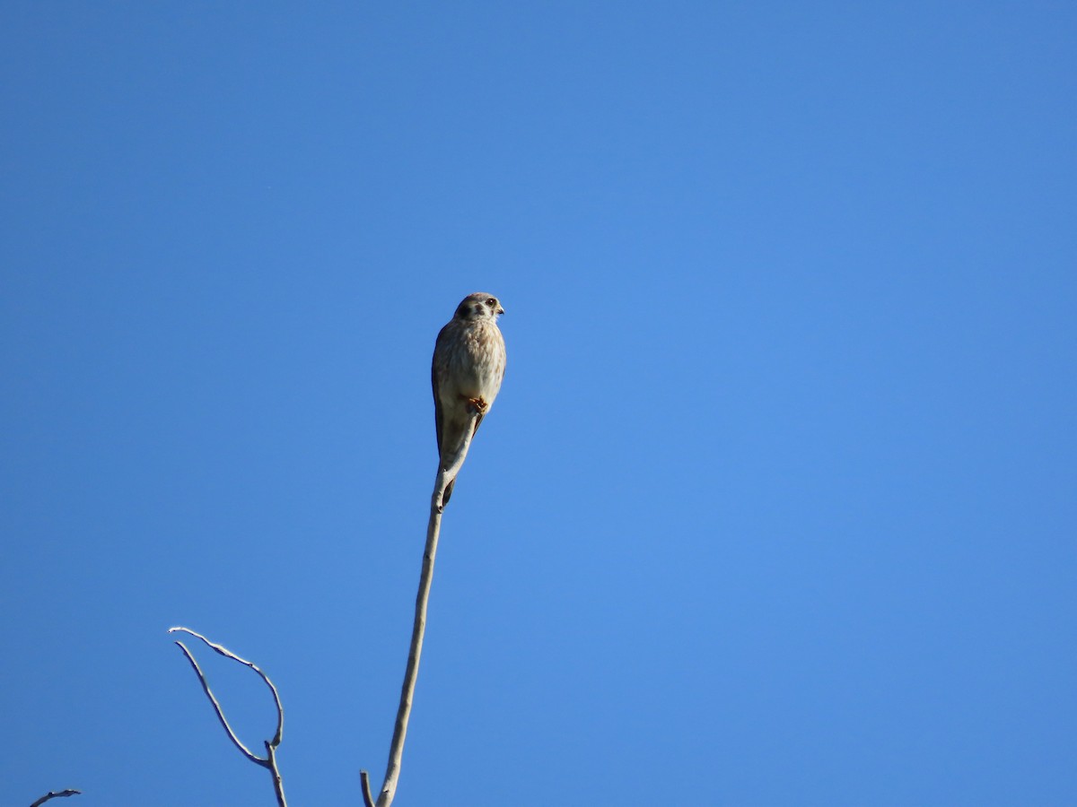 American Kestrel - ML637703455
