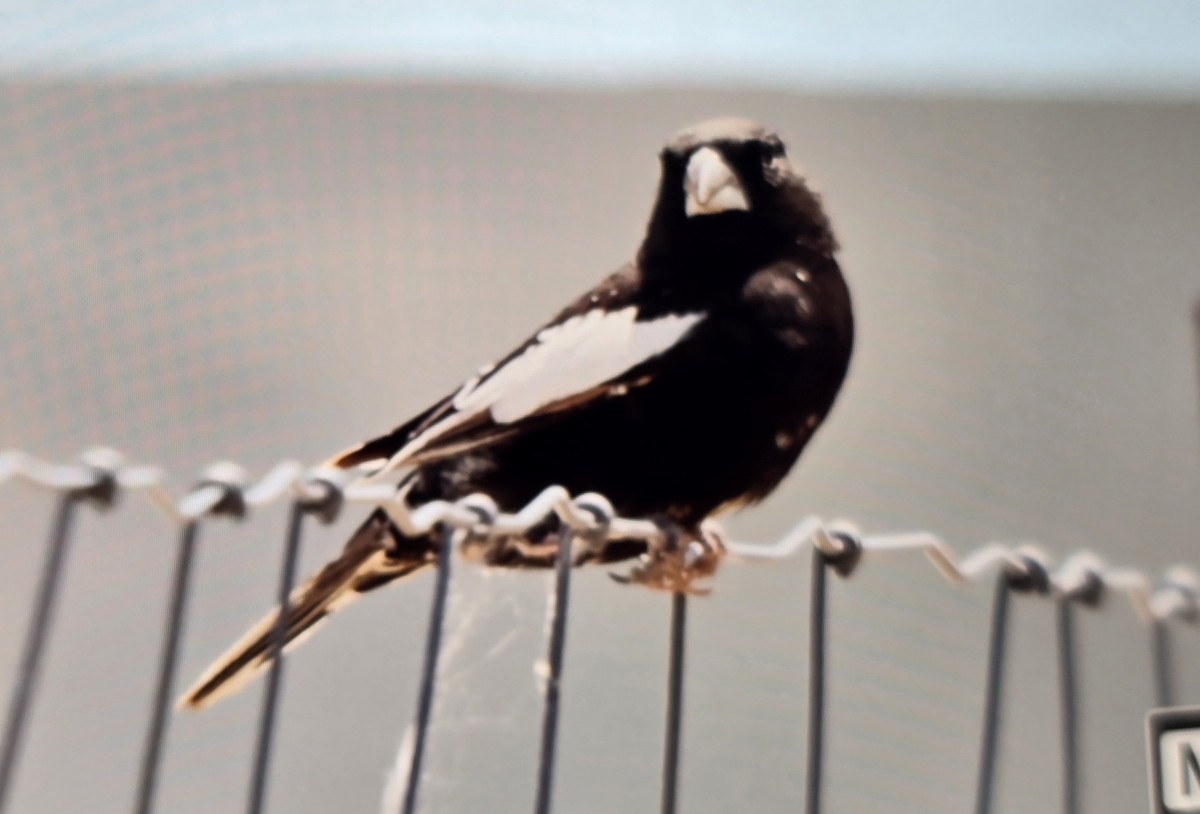 Lark Bunting - ML637703457
