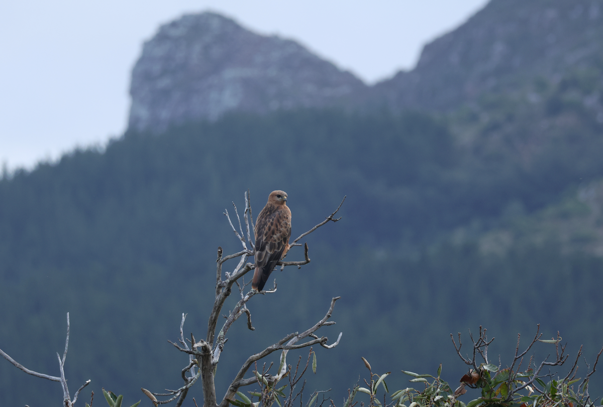 Elgin Buzzard (undescribed form) - ML637703467
