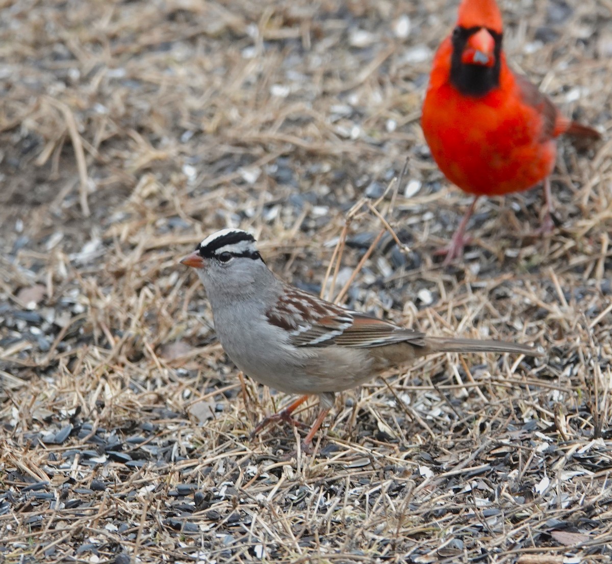 White-crowned Sparrow - ML637703472
