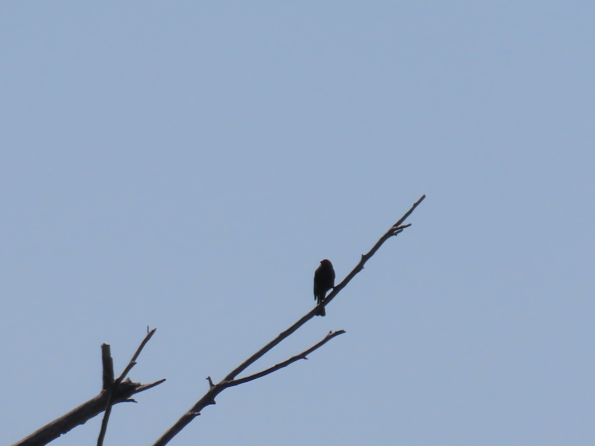 Brown-headed Cowbird - ML637703475
