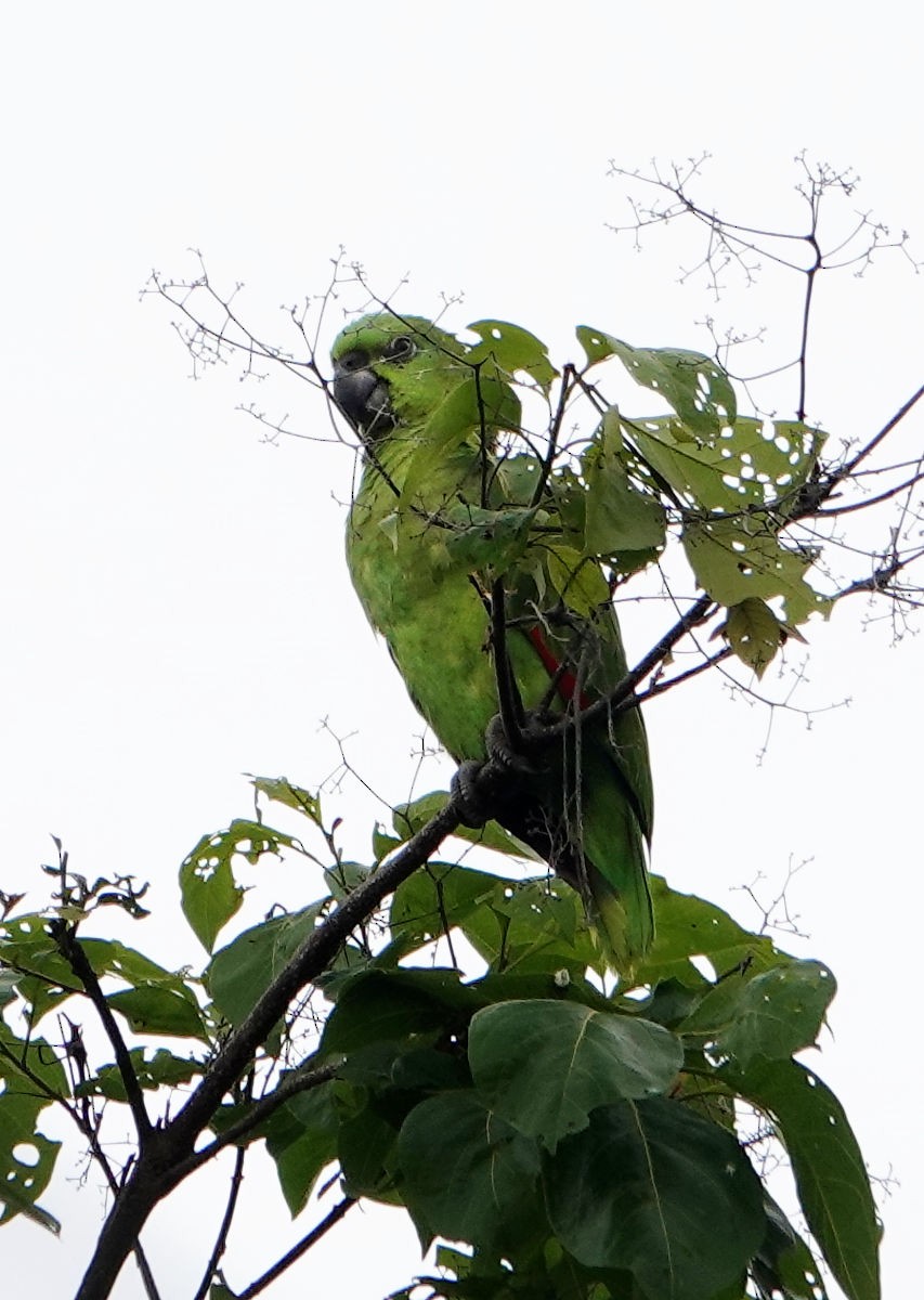 Yellow-naped Amazon - ML637703480