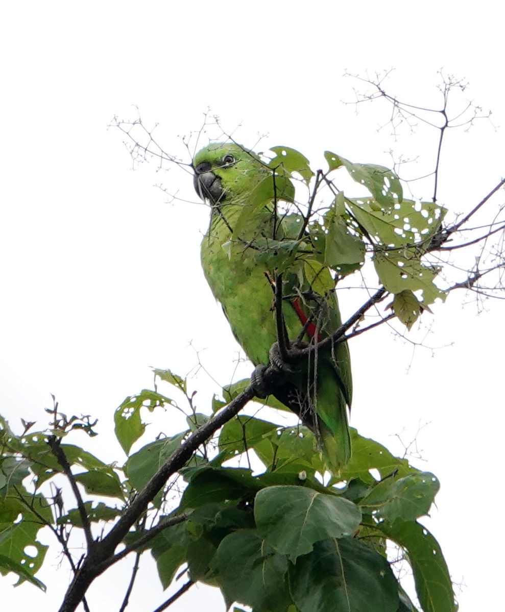 Yellow-naped Amazon - ML637703481