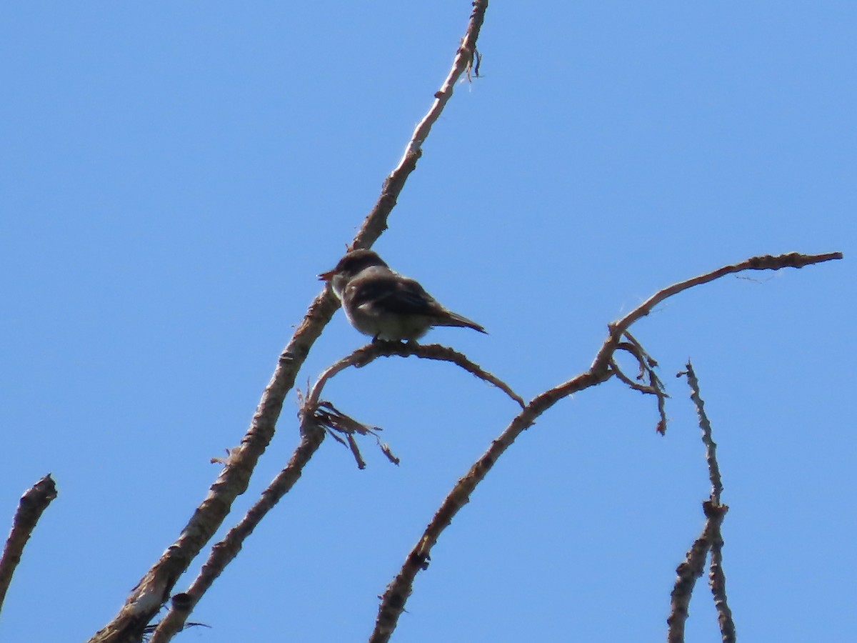 Western Wood-Pewee - ML637703482