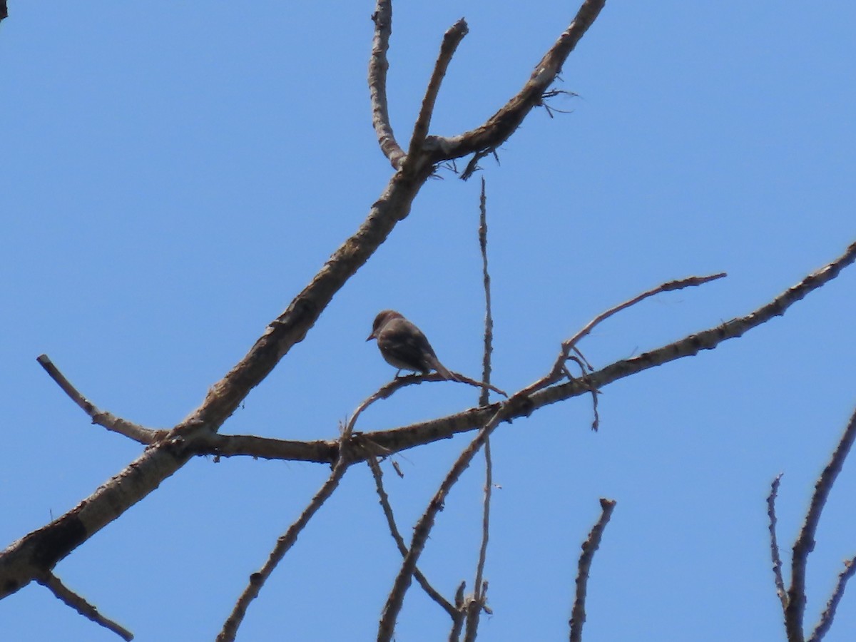 Western Wood-Pewee - ML637703483
