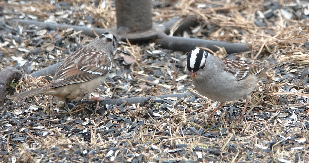 White-crowned Sparrow - ML637703484