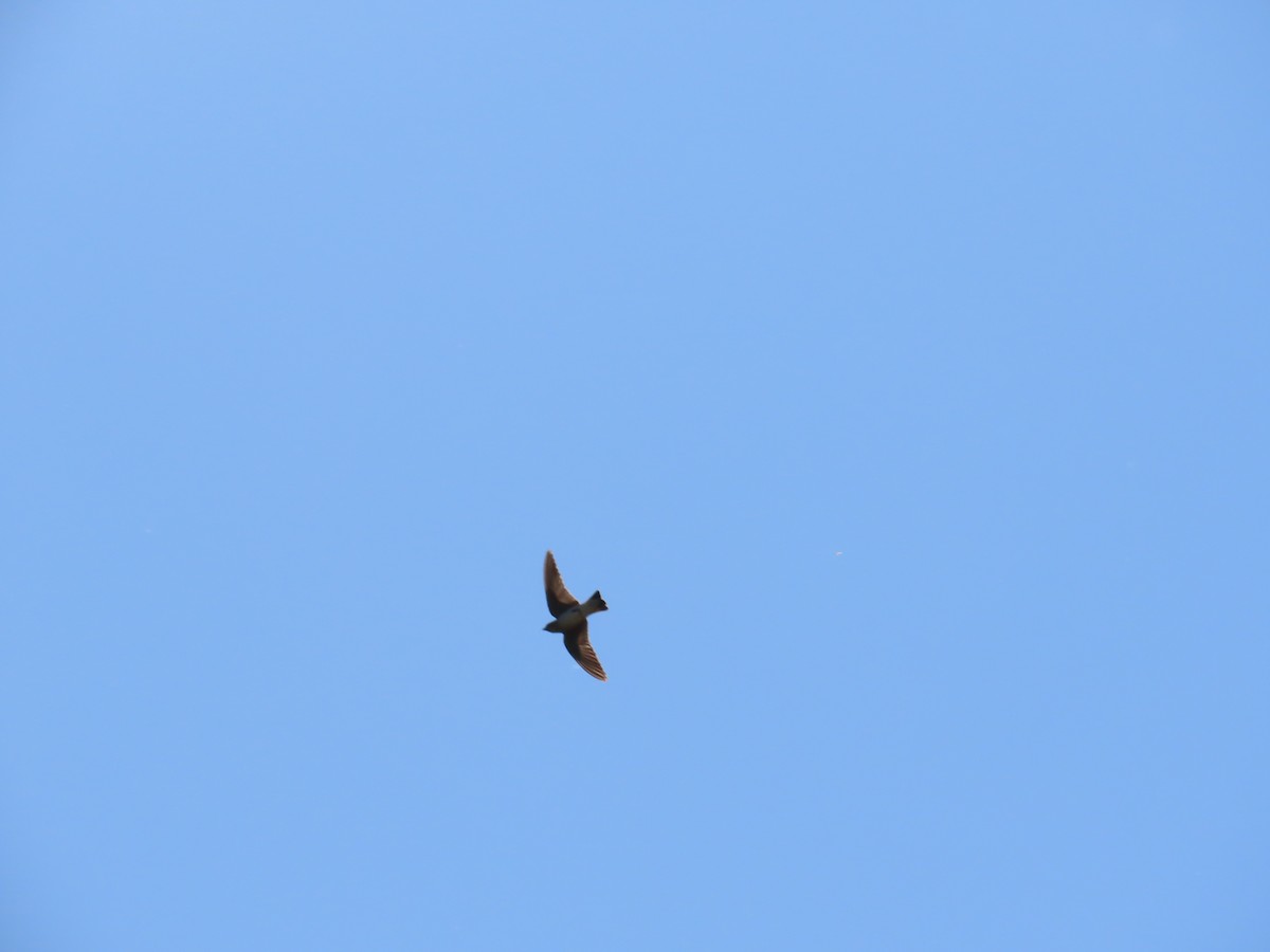 Purple Martin - ML637703499