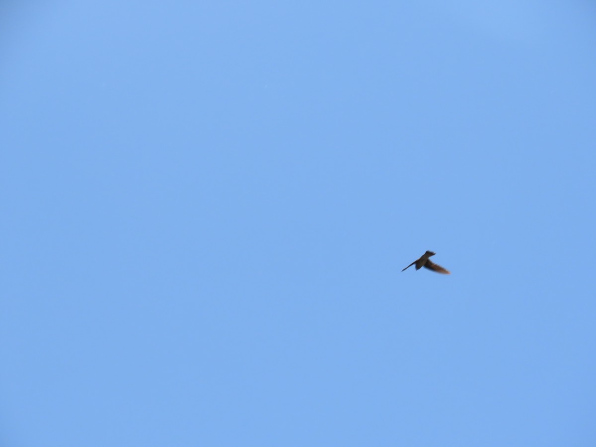 Purple Martin - ML637703500