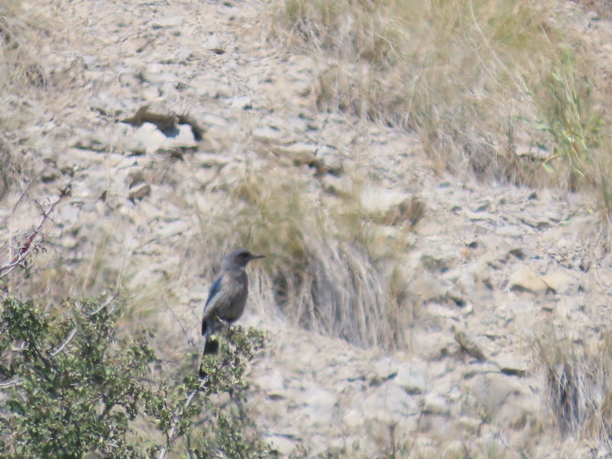 Woodhouse's Scrub-Jay (Woodhouse's) - ML637703514