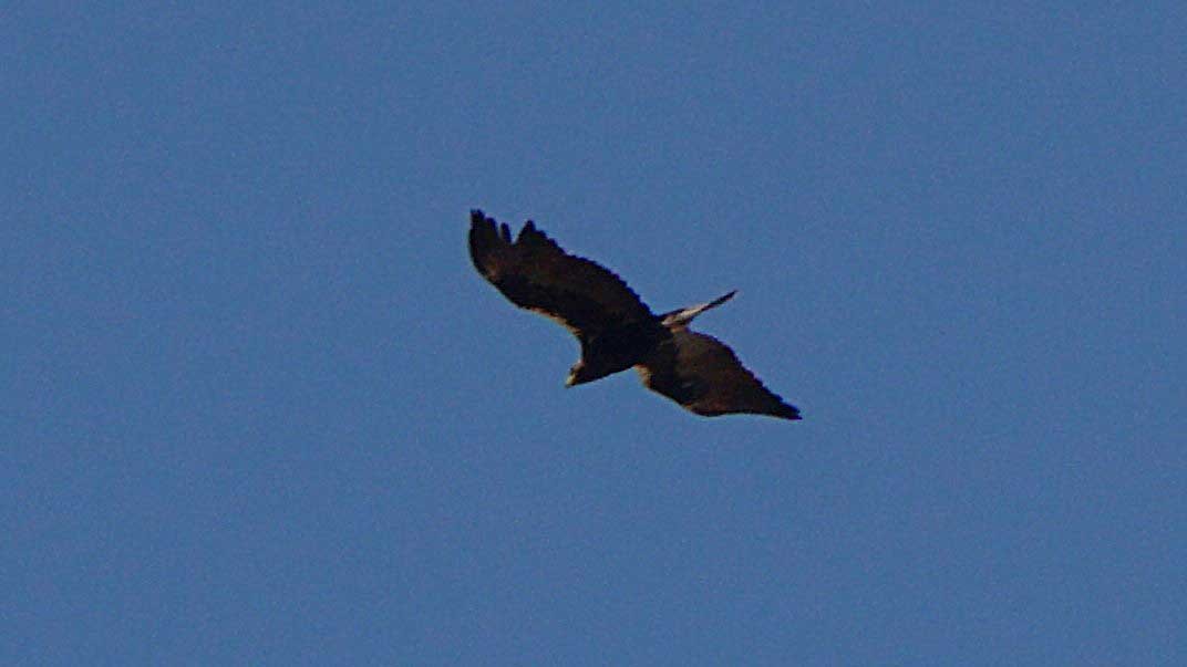 Spanish Eagle - ML637703542