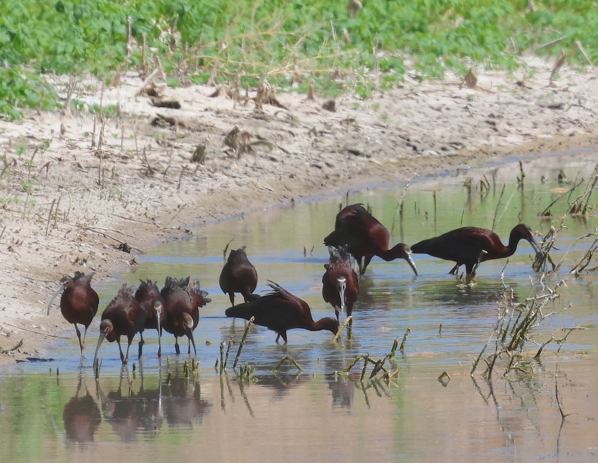 White-faced Ibis - ML637703555