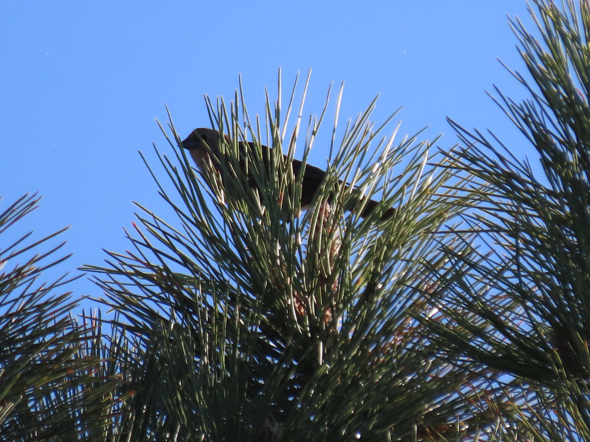 Cassin's Finch - ML637703594