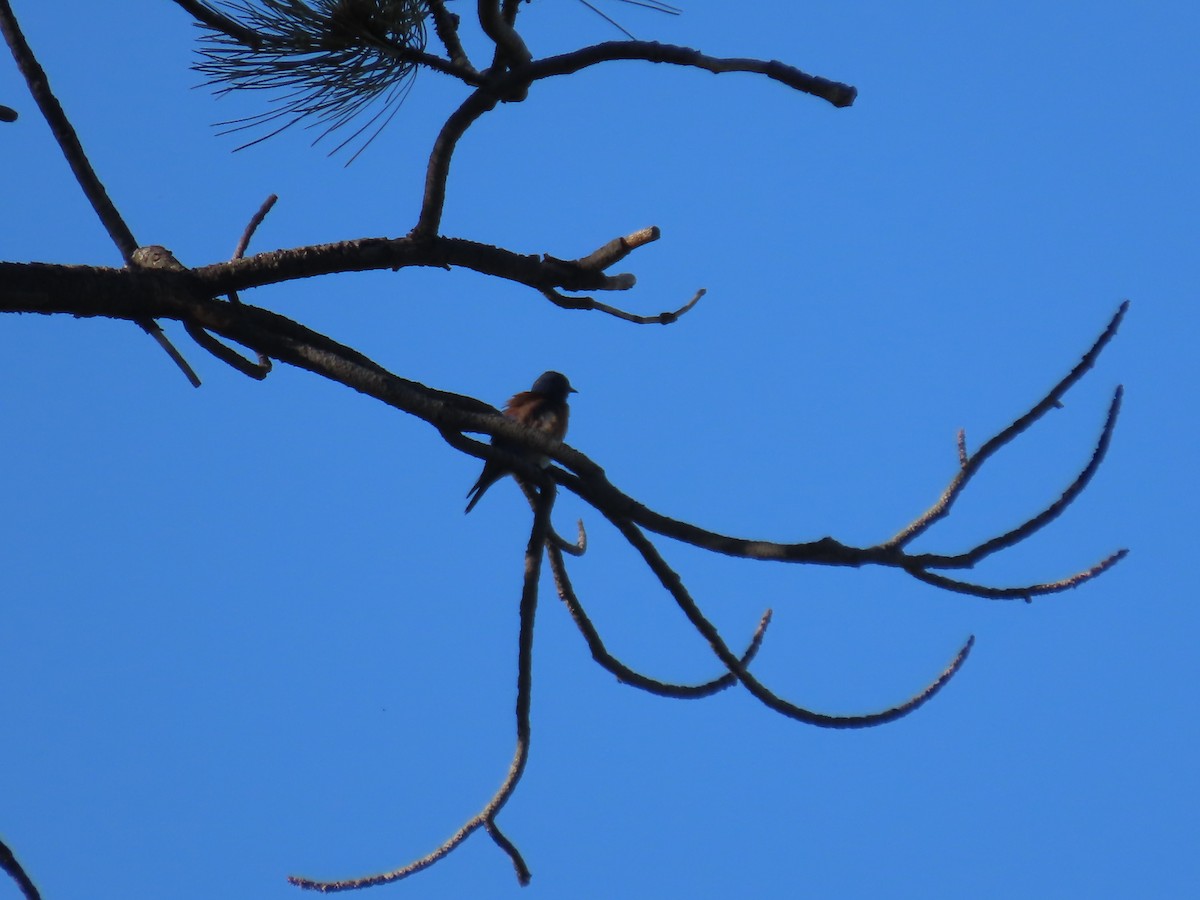 Western Bluebird - ML637703613