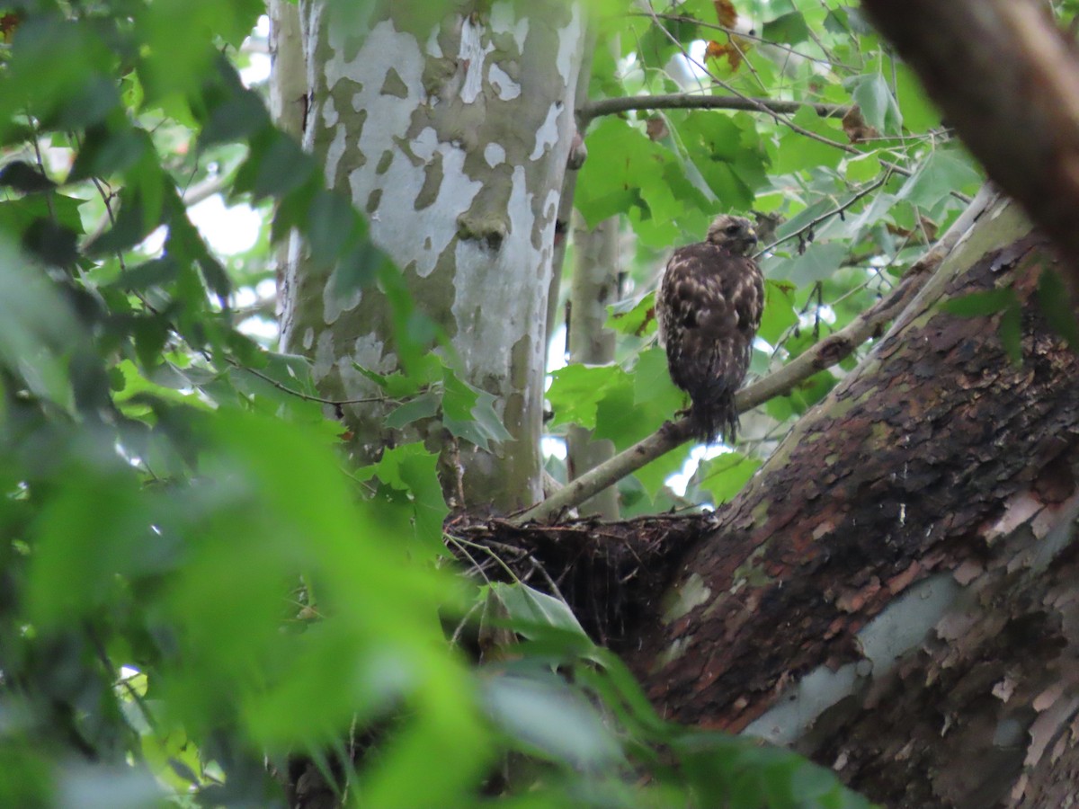 Red-shouldered Hawk - ML637703633