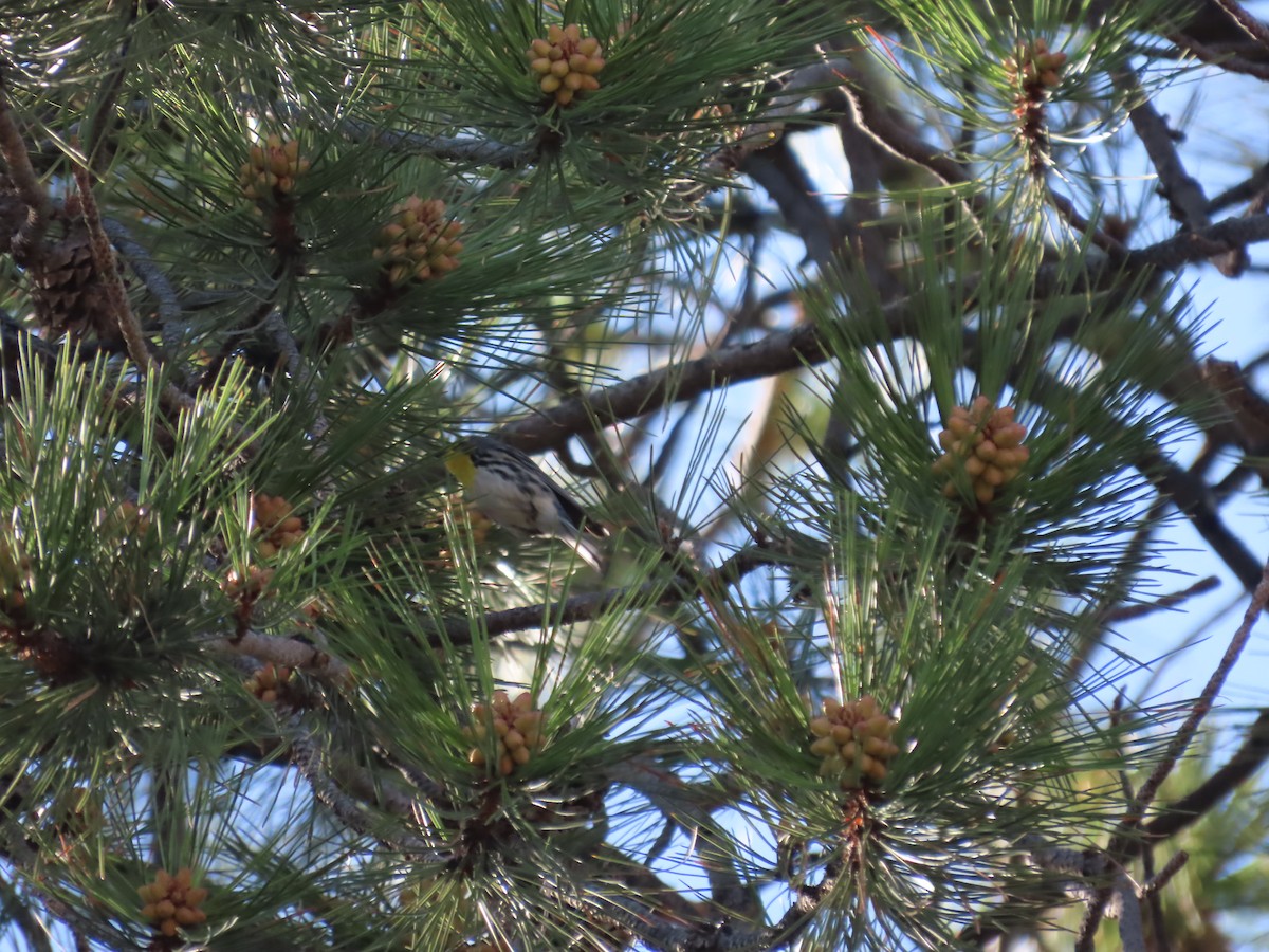 Grace's Warbler - ML637703635