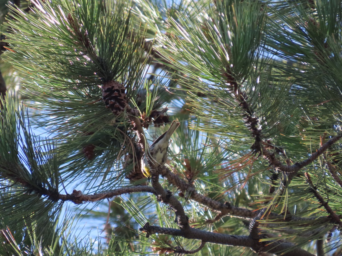 Grace's Warbler - ML637703636