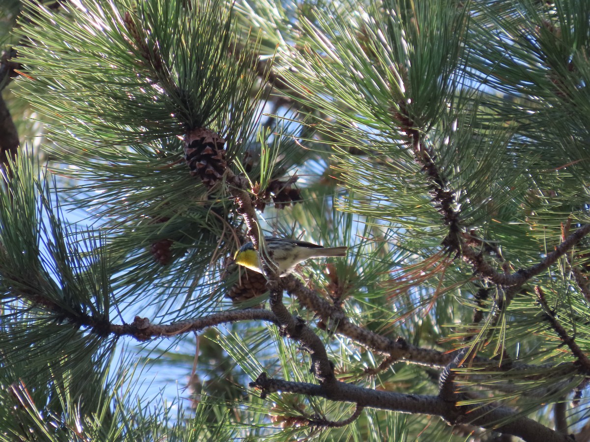 Grace's Warbler - ML637703637