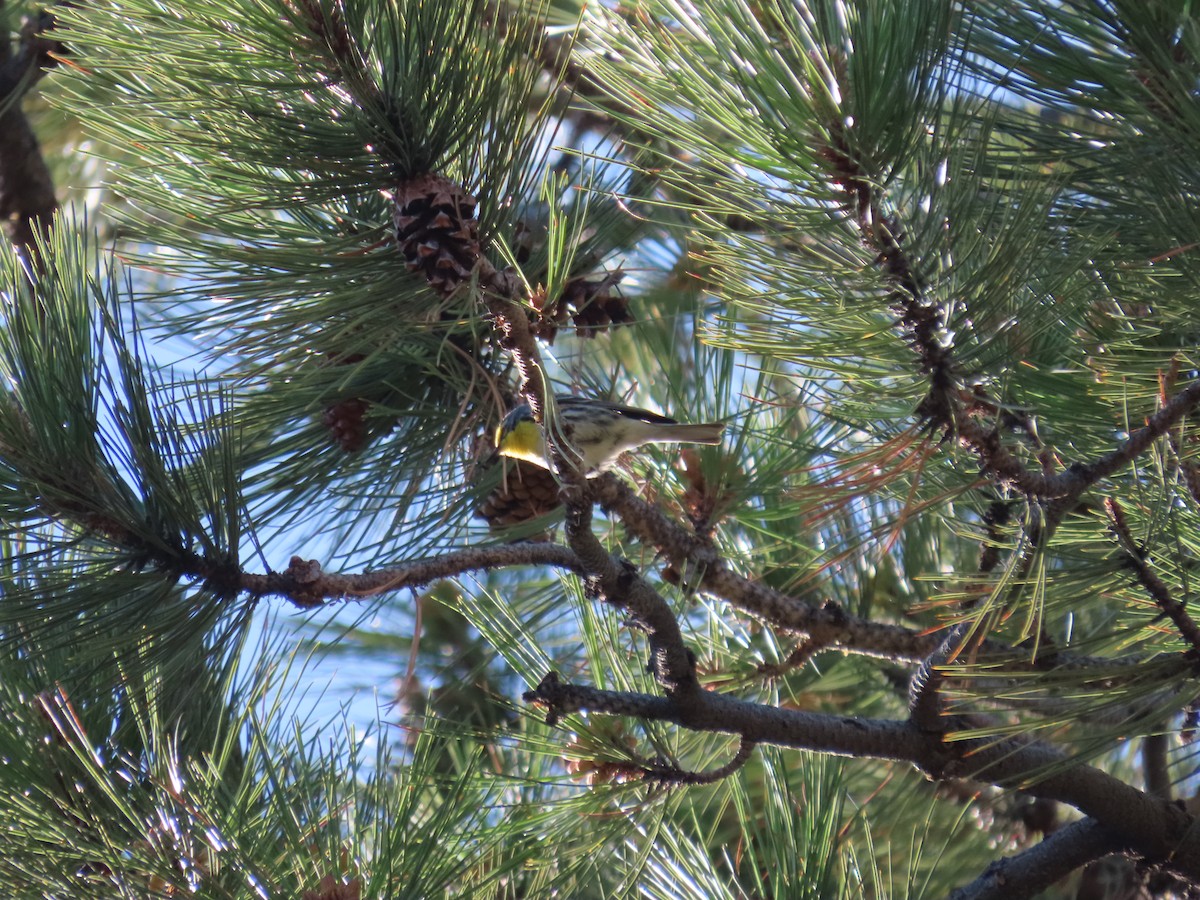 Grace's Warbler - ML637703638