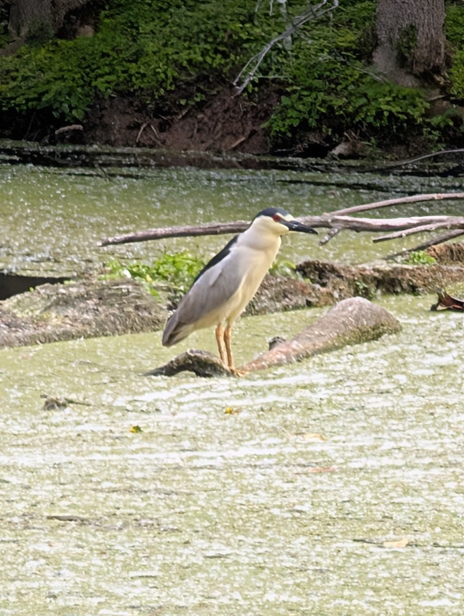 Black-crowned Night Heron - ML637703639