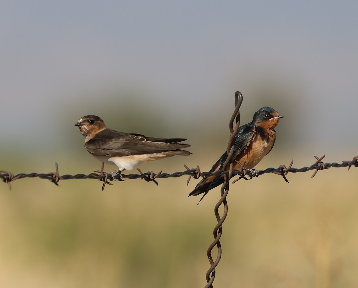Cliff Swallow - ML637703670