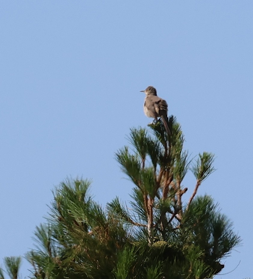 Bendire's Thrasher - ML637703679