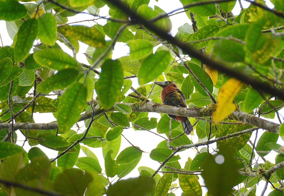 Spot-billed Toucanet - ML637703731