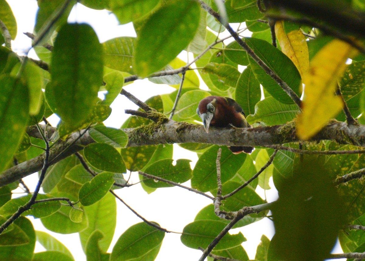 Spot-billed Toucanet - ML637703732