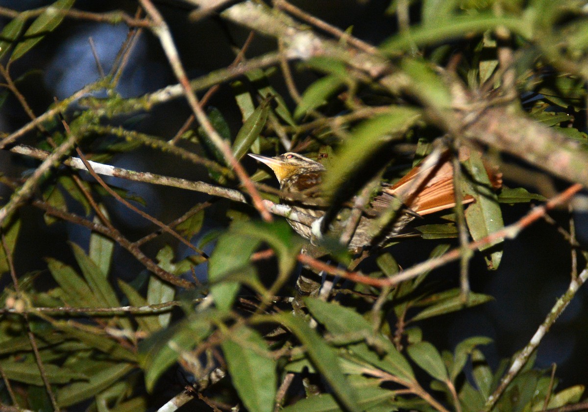 Pale-browed Treehunter - ML637703744