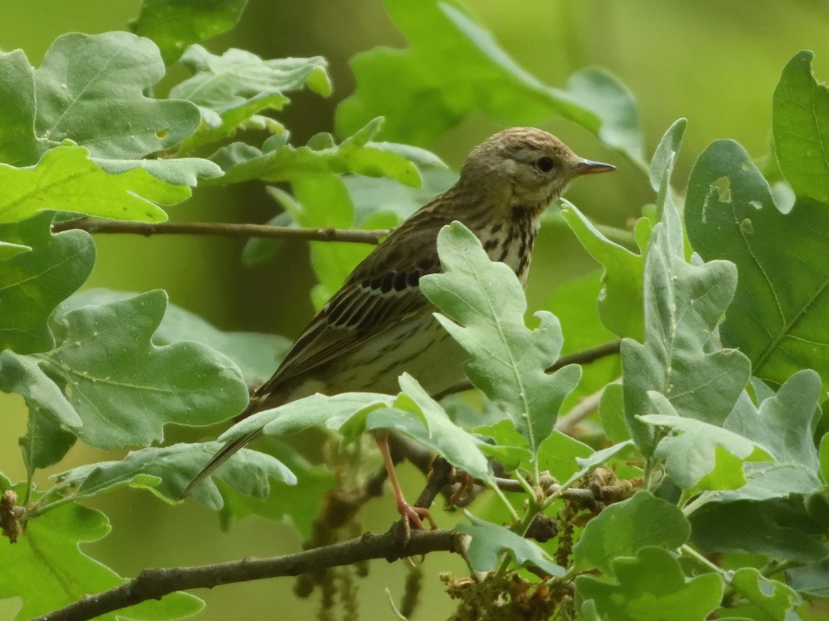 Tree Pipit - ML637703784