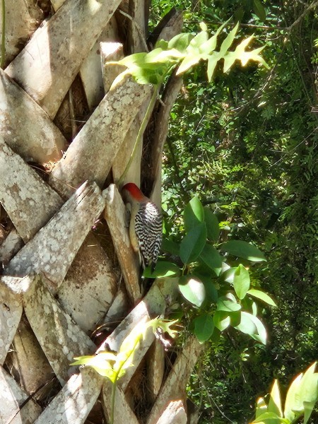 Red-bellied Woodpecker - ML637703823