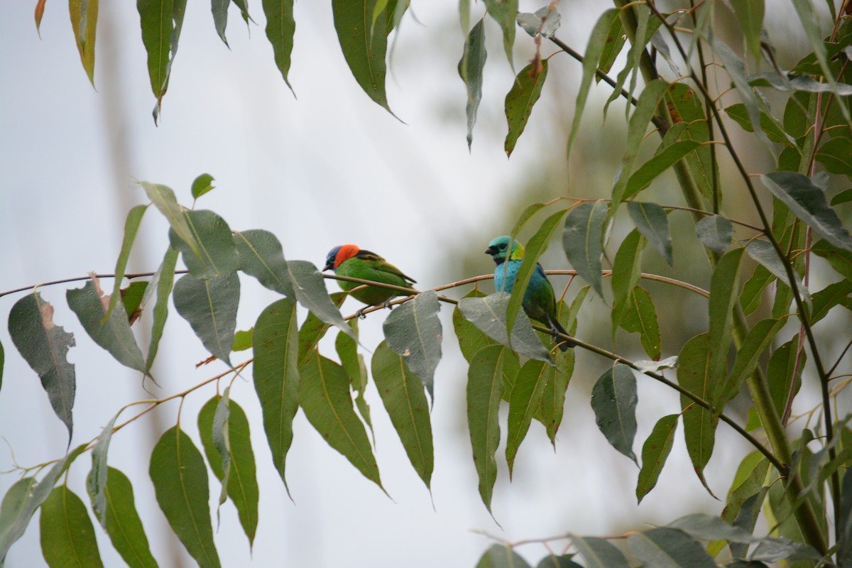 Red-necked Tanager - ML637703849