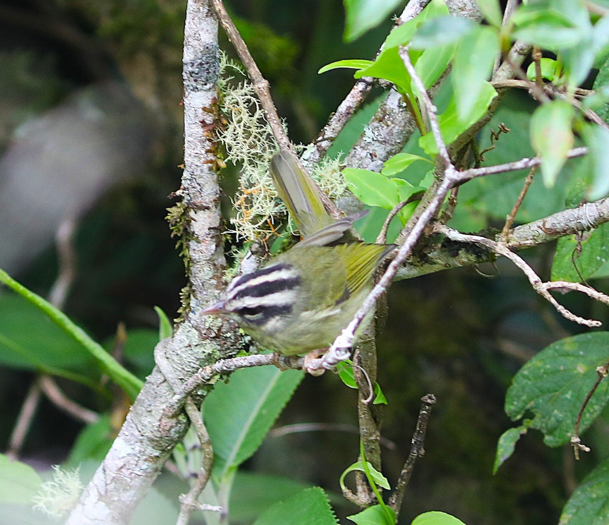 Yungas Warbler - ML637703962