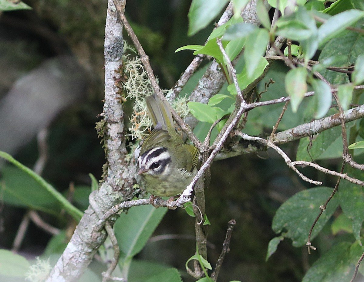 Yungas Warbler - ML637703963