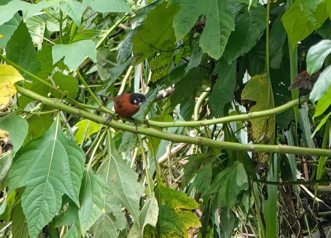 Bay Wren - ML637703974